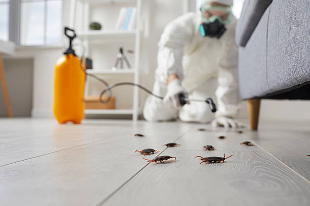 Post-Treatment Bed Bug Interceptor Monitoring in Old Forge